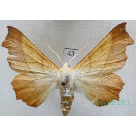 Ennomos fuscantaria (Haworth, 1809) female Latalec najesioniak Czech43